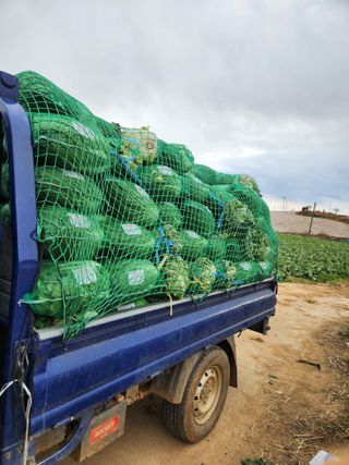 김저팔계님의 배추 · 영농일지 작성글 사진