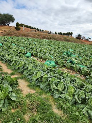 김저팔계님의 배추 · 영농일지 작성글 사진