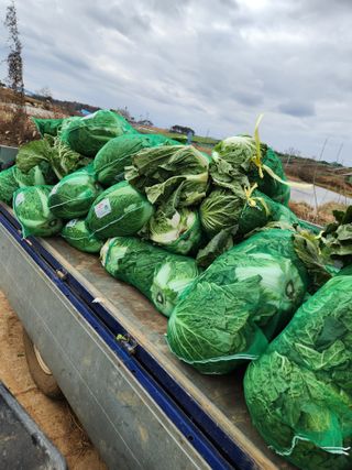 김저팔계님의 배추 · 영농일지 작성글 사진