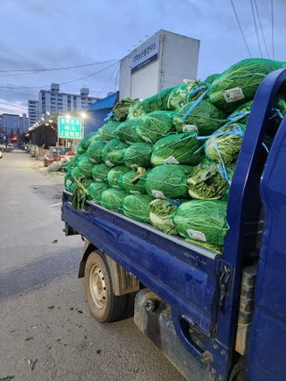 김저팔계님의 배추 · 영농일지 작성글 사진