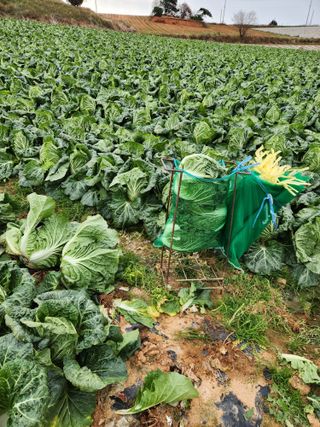김저팔계님의 배추 · 영농일지 작성글 사진