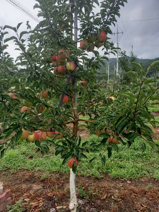 허영목님의 팜모닝 · 출석 작성글 사진