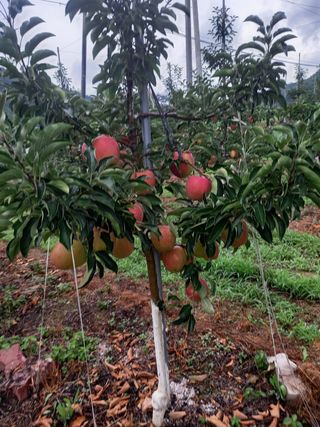 허영목님의 팜모닝 · 출석 작성글 사진