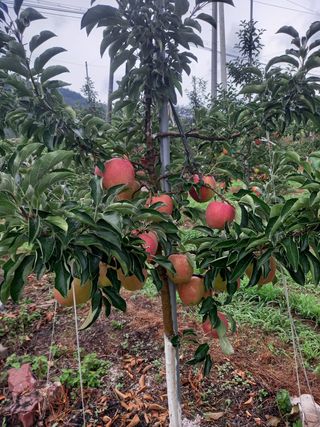 허영목님의 팜모닝 · 출석 작성글 사진