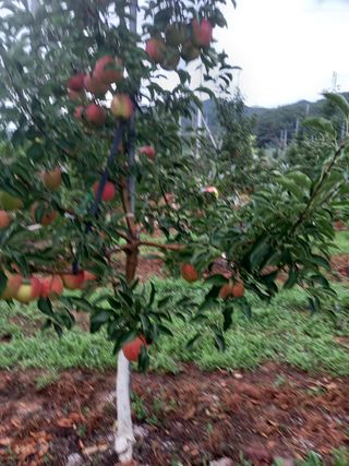 허영목님의 팜모닝 · 출석 작성글 사진