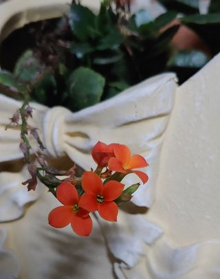 달맛햇복숭아농원님의 자유주제 · 사진전 작성글 사진