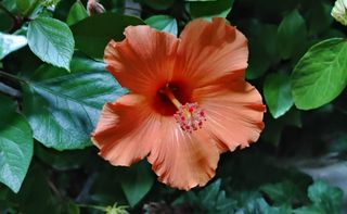 달맛햇복숭아농원님의 자유주제 · 사진전 작성글 사진