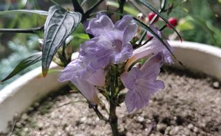 달맛햇복숭아농원님의 자유주제 · 사진전 작성글 사진