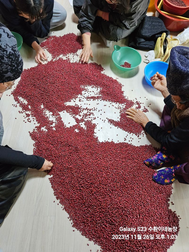 수환이네농장님의 장터 판매 상품 [[판매완료]팥(적두)] 첨부 사진