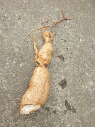 황소머리(노다지)님의 기타작물 · 자유게시판 작성글 사진