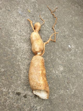 황소머리(노다지)님의 기타작물 · 자유게시판 작성글 사진