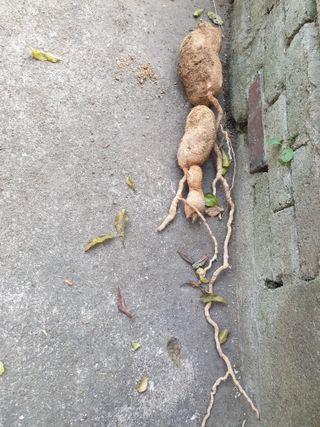 황소머리(노다지)님의 기타작물 · 자유게시판 작성글 사진