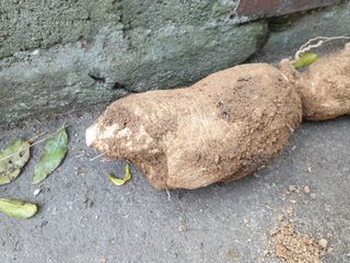 황소머리(노다지)님의 기타작물 · 자유게시판 작성글 사진