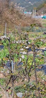 팜모닝 자유주제·자유게시판 게시글 이미지