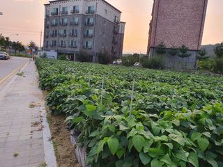 임종옥(용인백암)님의 콩 · 자유게시판 작성글 사진