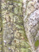 팜모닝 배추·비료•농약 게시글 이미지