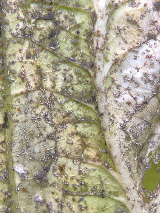 미래의 의사는 농부님의 배추 · 비료•농약 작성글 사진