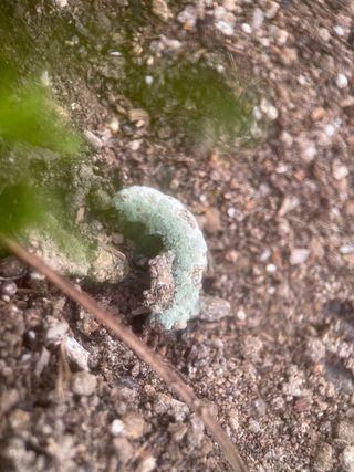 미래의 의사는 농부님의 배추 · 비료•농약 작성글 사진