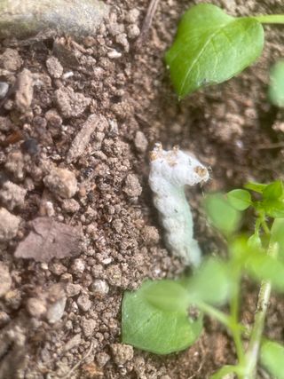 미래의 의사는 농부님의 배추 · 비료•농약 작성글 사진