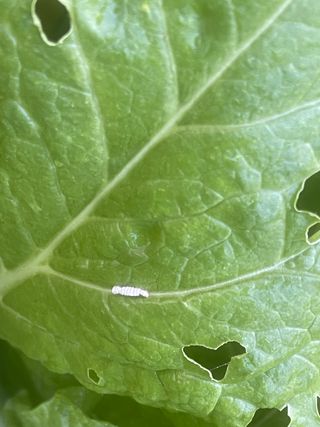 미래의 의사는 농부님의 배추 · 비료•농약 작성글 사진