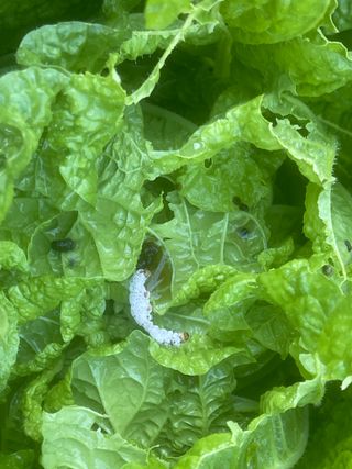 미래의 의사는 농부님의 배추 · 비료•농약 작성글 사진