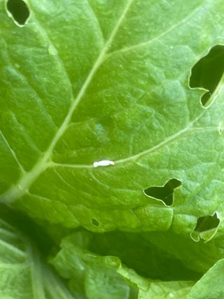 미래의 의사는 농부님의 배추 · 비료•농약 작성글 사진