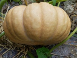 정상훈님의 기타작물 · 자유게시판 작성글 사진