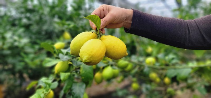 장터 상품 [제주담은농장 레몬] 썸네일