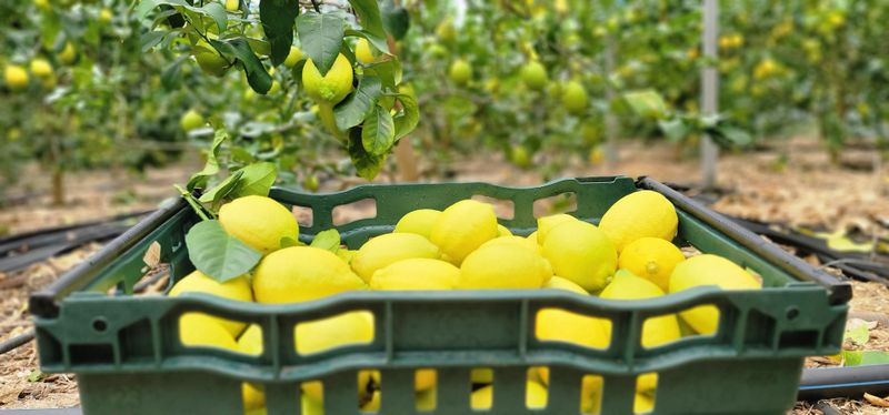 제주담은농장님의 장터 판매 상품 [제주담은농장 레몬] 첨부 사진