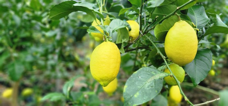 제주담은농장님의 장터 판매 상품 [제주담은농장 레몬] 첨부 사진