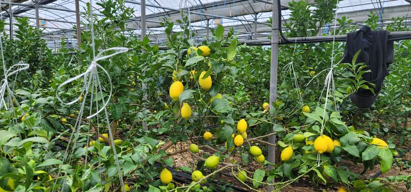 제주담은농장님의 장터 판매 상품 [제주담은농장 레몬] 첨부 사진