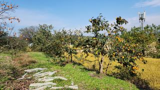 서천어리모산농장님의 감 · 자유게시판 작성글 사진