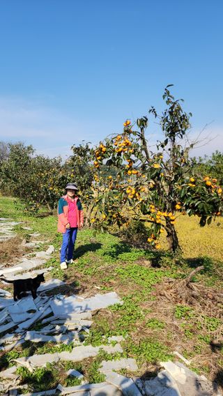 서천어리모산농장님의 감 · 자유게시판 작성글 사진