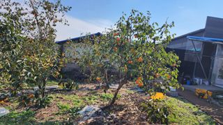 서천어리모산농장님의 감 · 자유게시판 작성글 사진