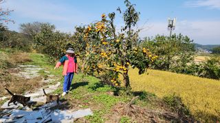 서천어리모산농장님의 감 · 자유게시판 작성글 사진