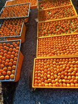 팜모닝 12월 내 작물 자랑하기·참여글 게시글 이미지