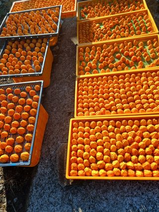 알 수 없음님의 12월 내 작물 자랑하기 · 참여글 작성글 사진