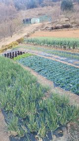 팜모닝 12월 내 작물 자랑하기·참여글 게시글 이미지