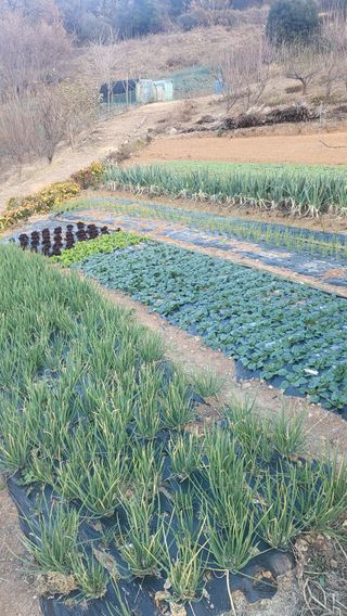 은태농님의 12월 내 작물 자랑하기 · 참여글 작성글 사진