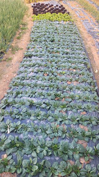 은태농님의 12월 내 작물 자랑하기 · 참여글 작성글 사진