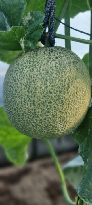 박원재님의 12월 내 작물 자랑하기 · 참여글 작성글 사진