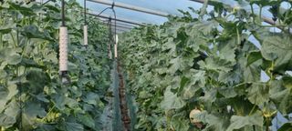 박원재님의 12월 내 작물 자랑하기 · 참여글 작성글 사진