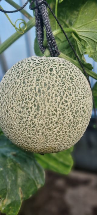 박원재님의 12월 내 작물 자랑하기 · 참여글 작성글 사진