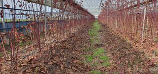 산딸기성관님의 작성글 사진