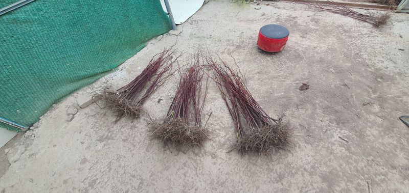 산딸기성관님의 장터 판매 상품 [왕산딸기 묘목 판매] 첨부 사진