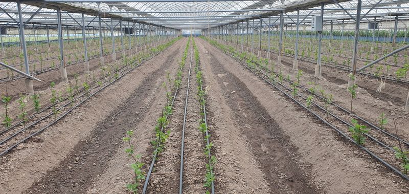 산딸기성관님의 장터 판매 상품 [왕산딸기 묘목 판매] 첨부 사진