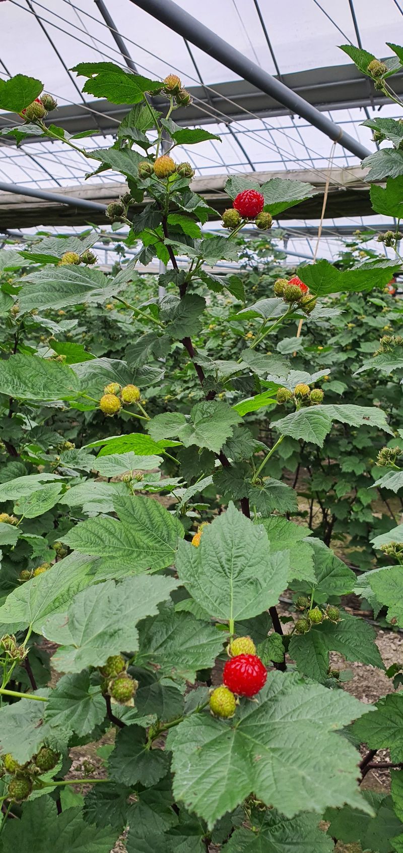 산딸기성관님의 장터 판매 상품 [왕산딸기 묘목 판매] 첨부 사진