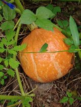 팜모닝 호박·자유게시판 게시글 이미지