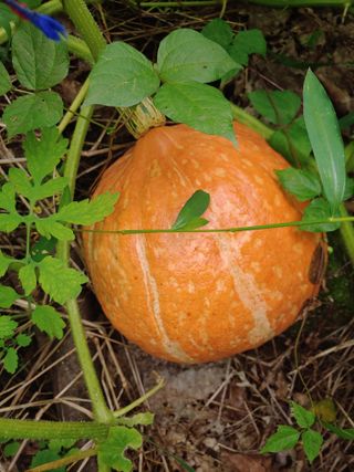 강물님의 호박 · 자유게시판 작성글 사진