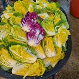 팜모닝 배추·일상 게시글 이미지